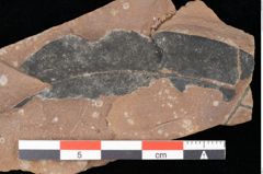 Foto (Detailsansicht) von Quercus palaeoilex Ettingshausen (NHMW-GEO-2024-0188-0786)